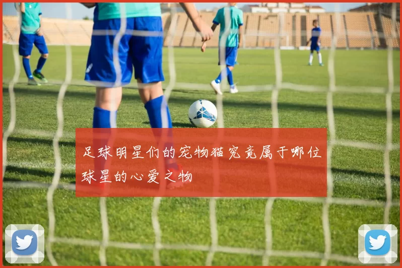 足球明星们的宠物猫究竟属于哪位球星的心爱之物
